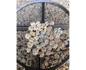 現(xiàn)貨發(fā) 核桃仁去皮機(jī) 華邦機(jī)械專(zhuān)利核桃仁脫皮設(shè)備